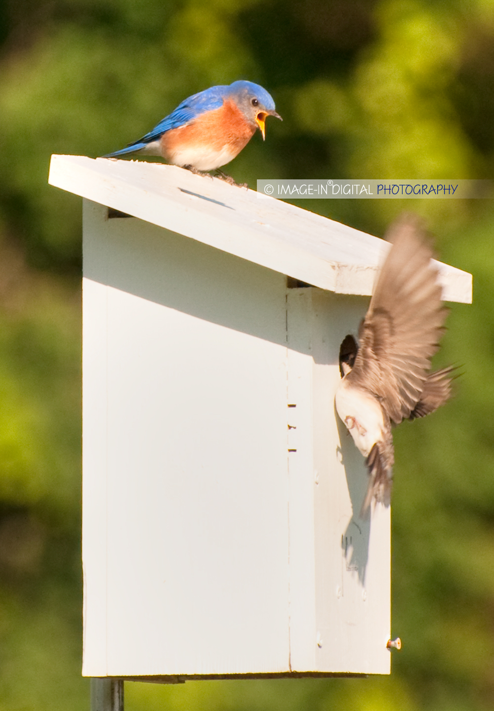 Annoyed Bluebird II